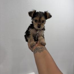 King - Black and tan male Yorkshire Terrier puppy in Navarre, Florida from KAYY services
