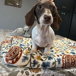 Blossom - Piebald female Dachshund puppy in Temecula, California from Naomi Magee's Dachshund Kennel