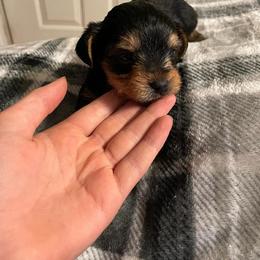 Yorkshire Terrier Puppies from Brinkley Yorkies