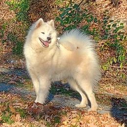 Princess - Samoyed