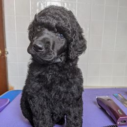 Poodle Puppies from Alue Standard Poodles