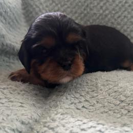 Girl 4 - Black and tan female Cavalier King Charles Spaniel puppy in Wilton, California from Becky's Cavalier King Charles Spaniels