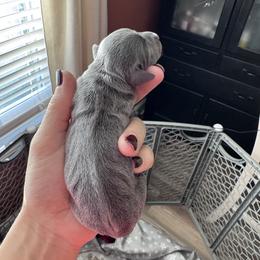 Girl 1 - Blue and tan female Dachshund puppy in Indian Trail, North Carolina from Hilda’s Teenie Weenies