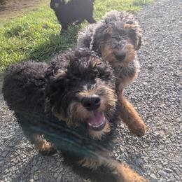 Ember - Black phantom female Aussiedoodle puppy in Yacolt, Washington from Aussiedoodles by Maggie