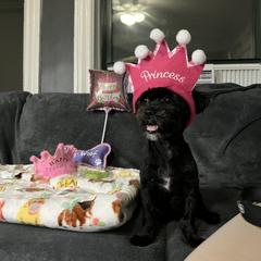 Spyder Web - Shorkie