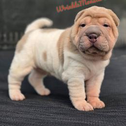 Beatwix - Isabella dilute female Chinese Shar-Pei puppy in Salem, Ohio from WrinkleMonsters