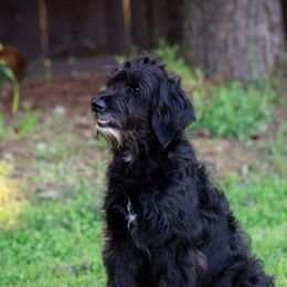 Lola - Goldendoodle