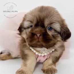 Fuji - Sable female Shih Tzu puppy in League City, Texas from Divine Pups