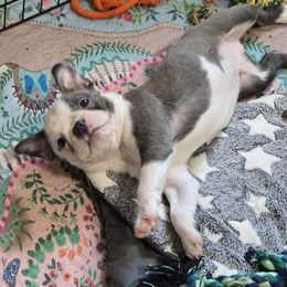 Joey - Blue male Boston Terrier puppy in Orange, Texas from Emerald Moon Bostons