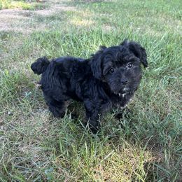 Grace - Black and gold female Yorkipoo puppy in Warren, Michigan from Annette Patterson