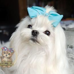 Cosmo - Maltese
