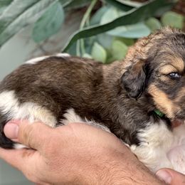 Bernedoodle and Goldendoodle Puppies from Lincoln Avenue Doodles