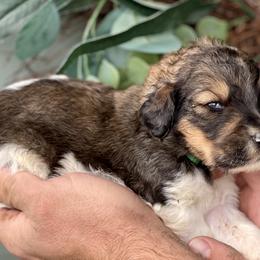 Bernedoodle and Goldendoodle Puppies from Lincoln Avenue Doodles