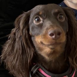 Maymay - Dachshund