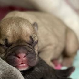 French Bulldog Puppies from A Pair of Ears
