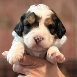 Treasure - Sable male Bernedoodle puppy in Kansas City, Missouri from Beary GoldenDoodles
