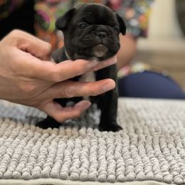 French Bulldog Puppies from Desert Madness Frenchies