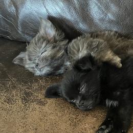 Mi-Kis from Phantastic Mi-kis