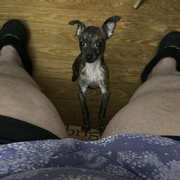 Chihuahua and Poodle Puppies from Garrett’s Chihuahuas and Poodles