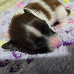 Coral - White and red female Papillon puppy in Hollister, Missouri from Swan Creek Kennel