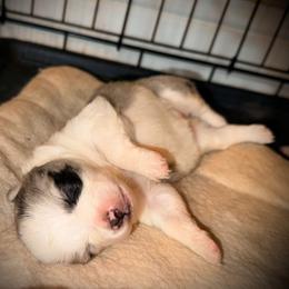 Glitter - Blue merle female Toy Australian Shepherd puppy in North Lakeport, California from Wild Rose Ranch