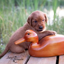 Boy 1 - Dark golden Golden Retriever puppy in Anderson, California from Redtail Golden Retrievers