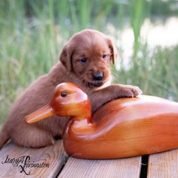 Boy 1 - Dark golden Golden Retriever puppy in Anderson, California from Redtail Golden Retrievers
