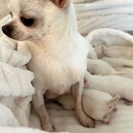 Chihuahua Puppies from Cranbrook Kennels