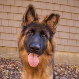 Miso - German Shepherd