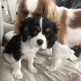 Cavalier King Charles Spaniel Puppies from Chestnut Valley Cavs