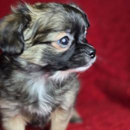 Sage - Blue and white male Chihuahua puppy in Plainfield, Indiana from Abby's Pampered Pooches