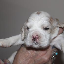 Ellen - Red and white female Cocker Spaniel puppy in Hickory, North Carolina from Homegrown Spaniels
