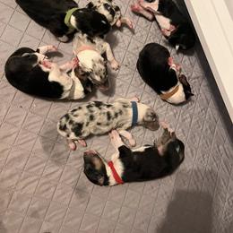 Collie Puppies from A/K Rough Collies