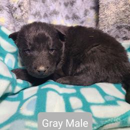 Gray Collar Male - Black male German Shepherd puppy in Cadet, Missouri from Working Valley Shepherds