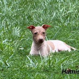 Hamish - White and chocolate male American Hairless Terrier puppy in Buckingham, Illinois from Gaus Hof