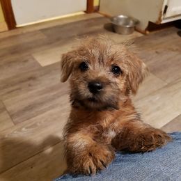 Norfolk Terrier Puppies from B-Joli Norfolk Terriers