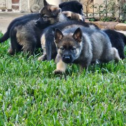 Girl 3 - Sable female German Shepherd puppy in Conroe, Texas from Aus der Asche German Shepherds