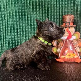 Lime Green - Brindle female Scottish Terrier puppy in Morganton, North Carolina from Maylark Scottish Terriers