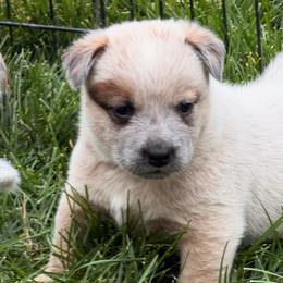 Capy - Red speckled male Australian Cattle Dog puppy in Billings, Montana from Sugarloaf French bulldogs and Australian cattle dogs