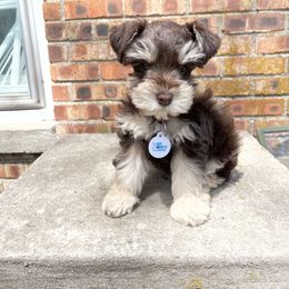 Miniature Schnauzer Puppies from Virgil Farms