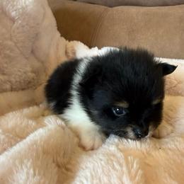 Finn - Black and tan parti male Pomeranian puppy in Success, Missouri from Sweet Success