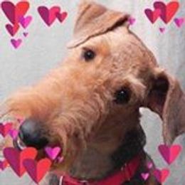Airedale Terrier All Grown Up from Lynaire Kennels