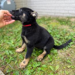 Brazzo, Red Collar Male - Black and tan male German Shepherd puppy in Milan, Illinois from Stonewick German Shepherds