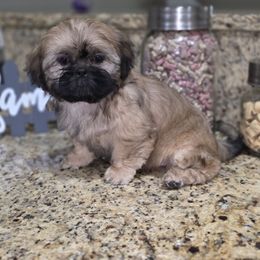 Rocky - Gold male Shih Tzu puppy in Kings Mountain, North Carolina from Britany's Shih Tzus
