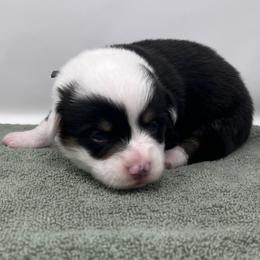 Banks - Black and tan male Pembroke Welsh Corgi puppy in Waco, Texas from The Comma Corgis