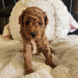 SQUEEKS - Apricot female Poodle puppy in San Tan Valley, Arizona from Desert Storm Poodles