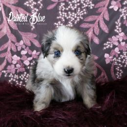 Australian Shepherd, Miniature American Shepherd, Miniature Australian Shepherd, and Toy Australian Shepherd Puppies from Painted Blue Aussies