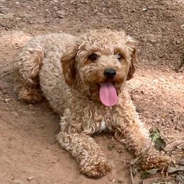 Muffin - Cavapoo