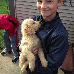 Golden Retriever Puppies from Buschur’s Dream Goldens