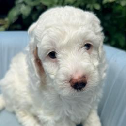 Birch - Parti male Goldendoodle puppy in Knoxville, Tennessee from Graystone Doodles